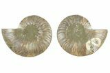 Cut & Polished, Agatized Ammonite Fossil - Madagascar #234411-1